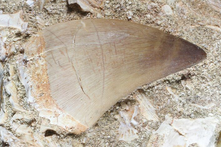Mosasaur (Prognathodon) Tooth In Rock #70477